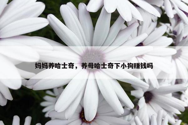 妈妈养哈士奇，养母哈士奇下小狗赚钱吗