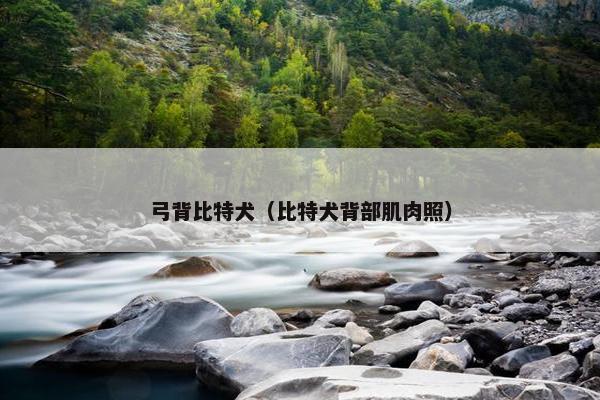 弓背比特犬（比特犬背部肌肉照）
