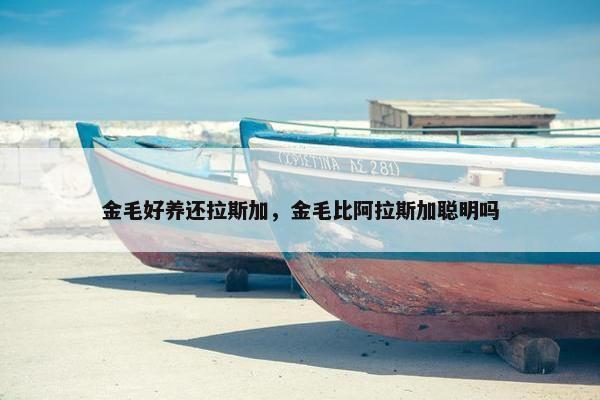 金毛好养还拉斯加，金毛比阿拉斯加聪明吗