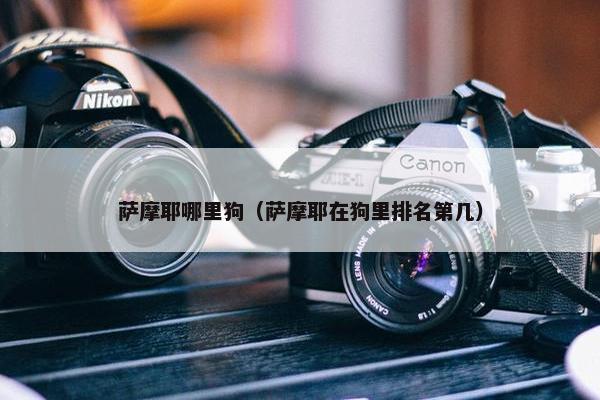 萨摩耶哪里狗（萨摩耶在狗里排名第几）