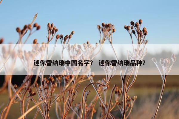 迷你雪纳瑞中国名字？ 迷你雪纳瑞品种？