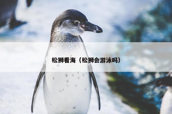 松狮看海（松狮会游泳吗）