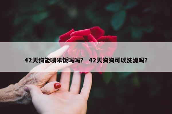 42天狗能喂米饭吗吗？ 42天狗狗可以洗澡吗？