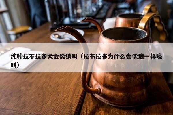 纯种拉不拉多犬会像狼叫（拉布拉多为什么会像狼一样嚎叫）