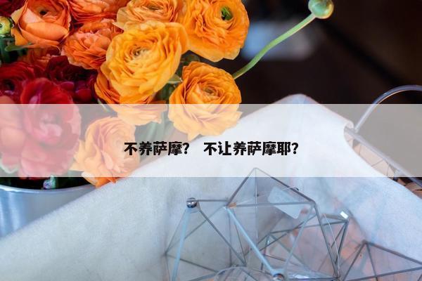 不养萨摩？ 不让养萨摩耶？