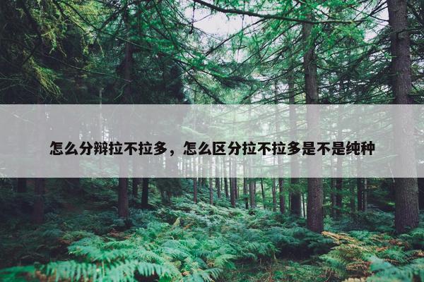 怎么分辩拉不拉多，怎么区分拉不拉多是不是纯种