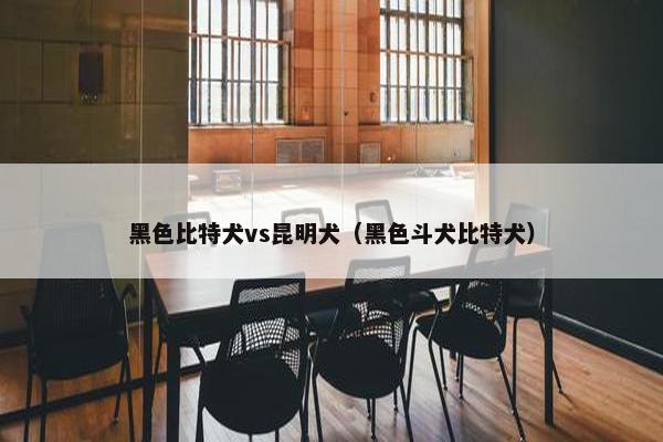 黑色比特犬vs昆明犬（黑色斗犬比特犬）