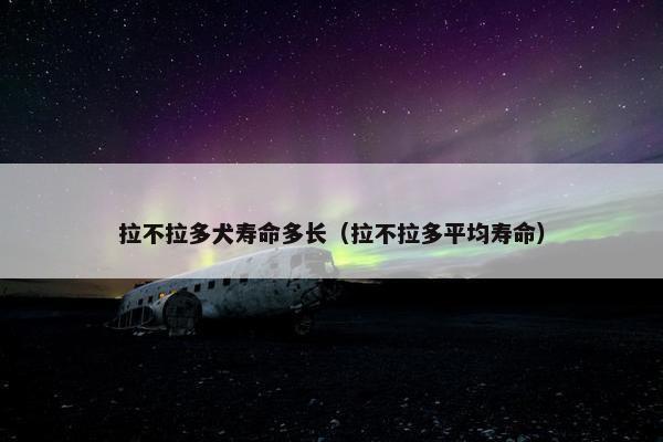拉不拉多犬寿命多长（拉不拉多平均寿命）