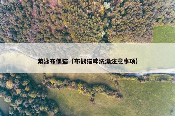 游泳布偶猫（布偶猫咪洗澡注意事项）