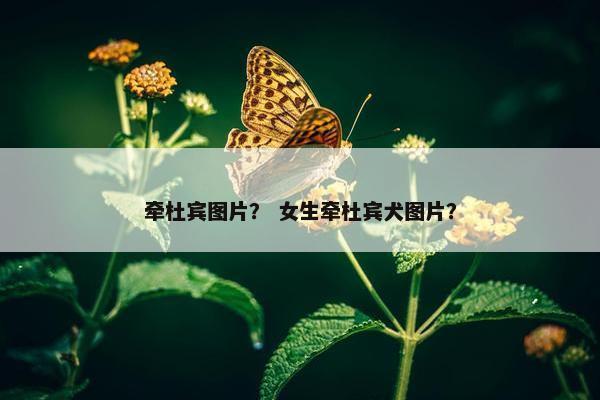 牵杜宾图片？ 女生牵杜宾犬图片？
