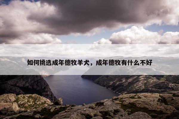 如何挑选成年德牧羊犬，成年德牧有什么不好