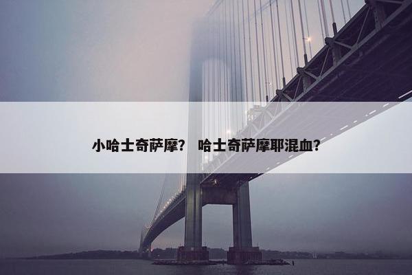 小哈士奇萨摩？ 哈士奇萨摩耶混血？
