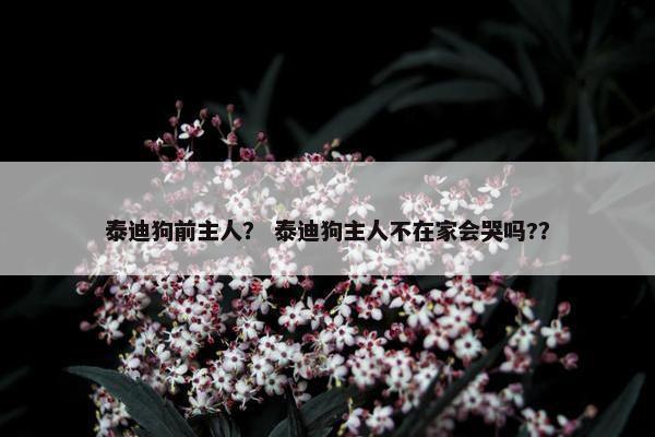 泰迪狗前主人？ 泰迪狗主人不在家会哭吗?？