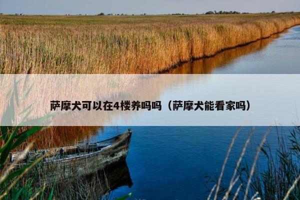 萨摩犬可以在4楼养吗吗（萨摩犬能看家吗）