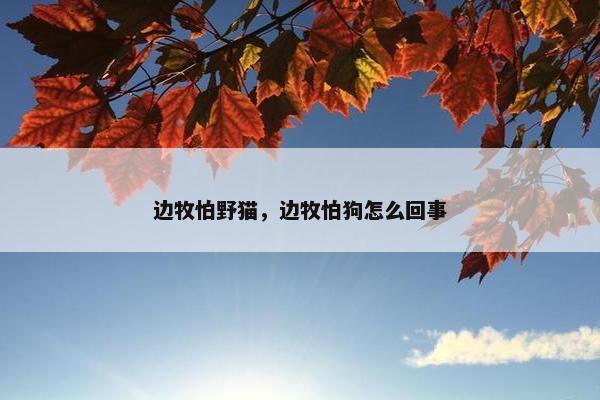 边牧怕野猫，边牧怕狗怎么回事