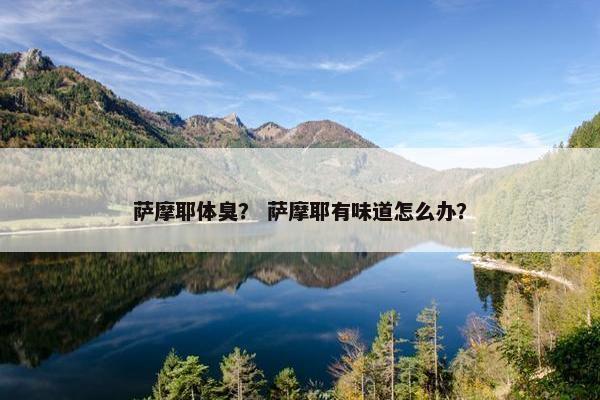 萨摩耶体臭？ 萨摩耶有味道怎么办？