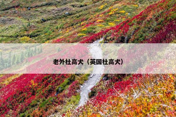 老外杜高犬（英国杜高犬）