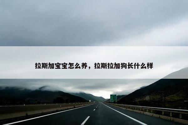 拉斯加宝宝怎么养，拉斯拉加狗长什么样