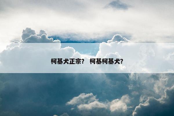 柯基犬正宗？ 柯基柯基犬？