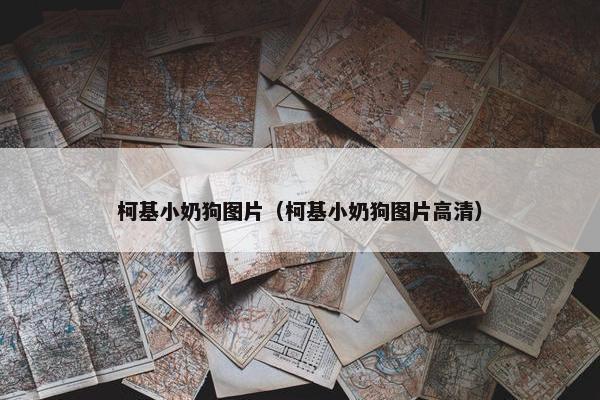 柯基小奶狗图片（柯基小奶狗图片高清）