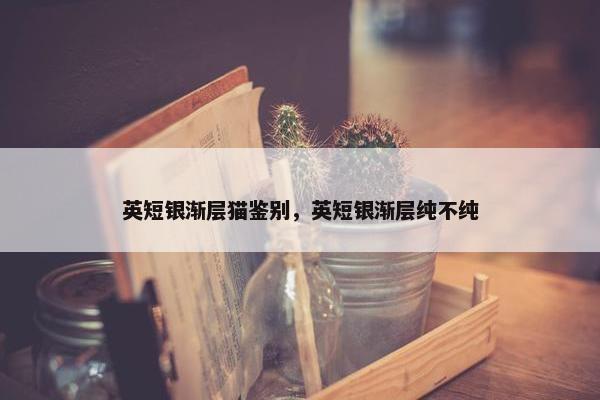 英短银渐层猫鉴别，英短银渐层纯不纯