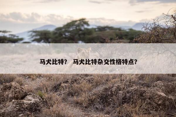 马犬比特？ 马犬比特杂交性格特点？