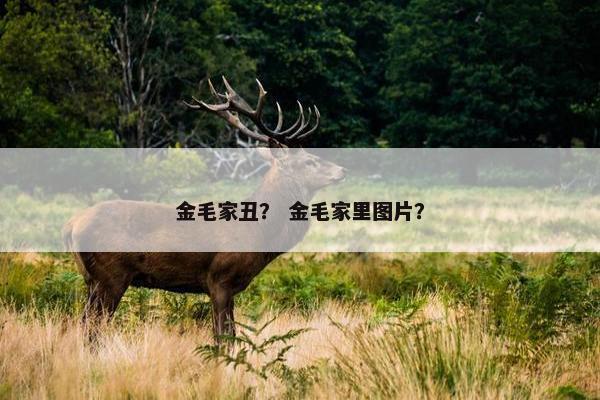 金毛家丑？ 金毛家里图片？