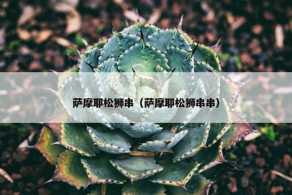 萨摩耶松狮串（萨摩耶松狮串串）