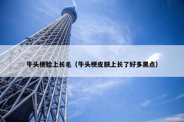牛头梗脸上长毛（牛头梗皮肤上长了好多黑点）