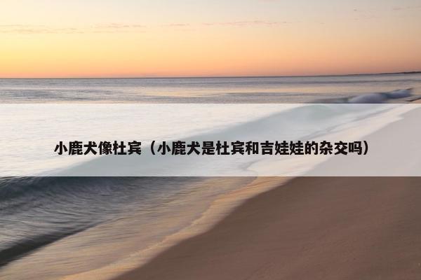 小鹿犬像杜宾（小鹿犬是杜宾和吉娃娃的杂交吗）