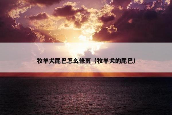 牧羊犬尾巴怎么修剪（牧羊犬的尾巴）