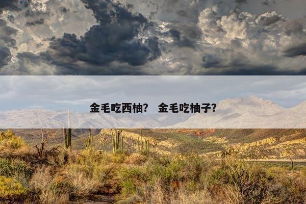 金毛吃西柚？ 金毛吃柚子？
