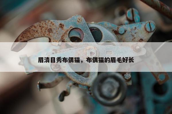 眉清目秀布偶猫，布偶猫的眉毛好长