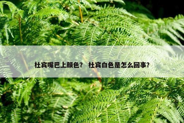 杜宾嘴巴上颜色？ 杜宾白色是怎么回事？