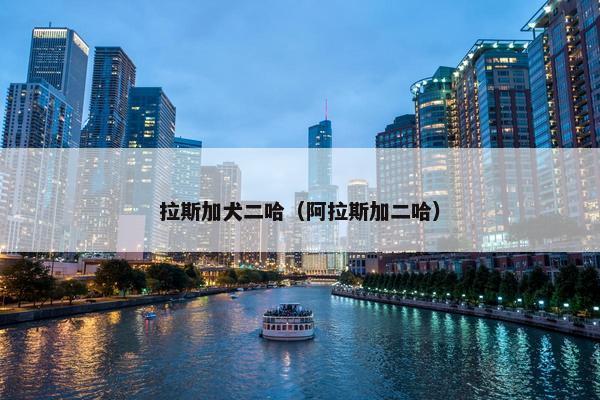 拉斯加犬二哈（阿拉斯加二哈）