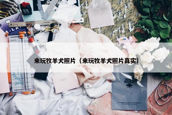 来玩牧羊犬照片（来玩牧羊犬照片真实）