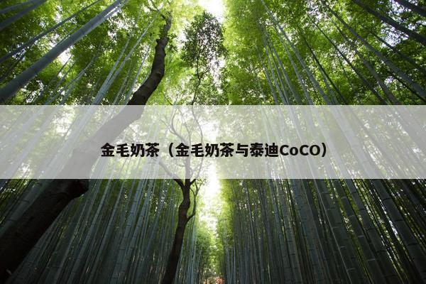 金毛奶茶（金毛奶茶与泰迪CoCO）