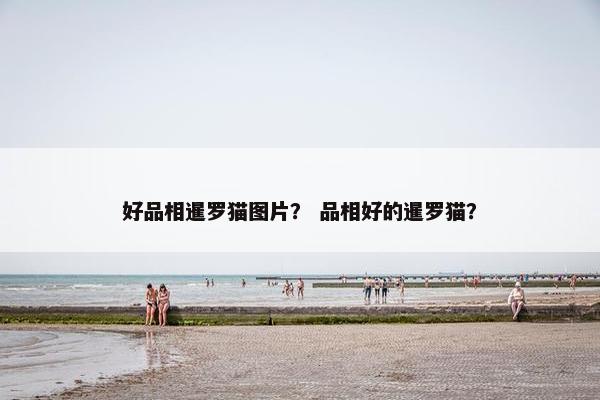 好品相暹罗猫图片？ 品相好的暹罗猫？