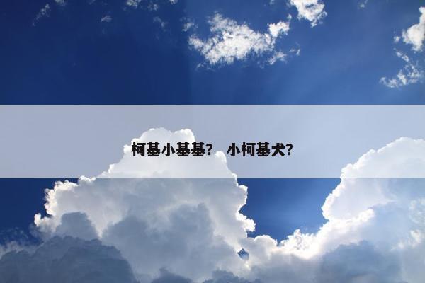 柯基小基基？ 小柯基犬？