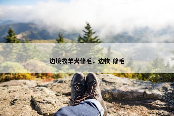 边境牧羊犬修毛，边牧 修毛