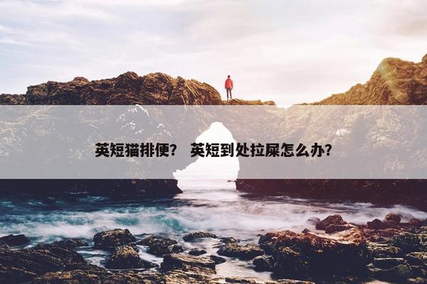 英短猫排便？ 英短到处拉屎怎么办？