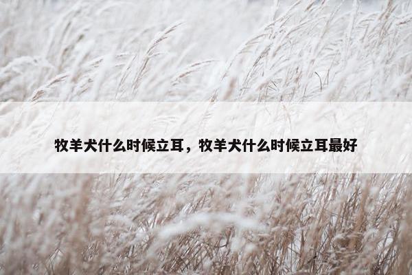 牧羊犬什么时候立耳，牧羊犬什么时候立耳最好