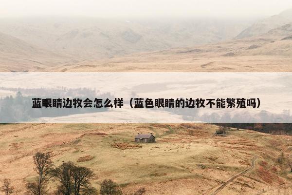 蓝眼睛边牧会怎么样（蓝色眼睛的边牧不能繁殖吗）