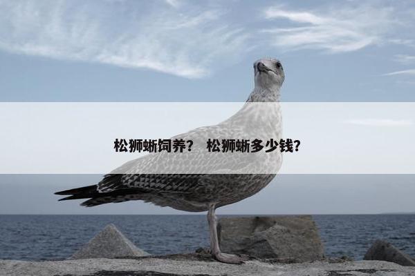 松狮蜥饲养？ 松狮蜥多少钱？