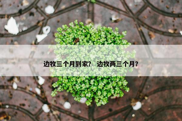 边牧三个月到家？ 边牧两三个月？