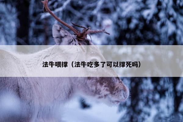 法牛喂撑（法牛吃多了可以撑死吗）