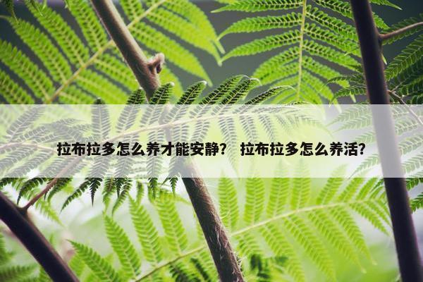 拉布拉多怎么养才能安静？ 拉布拉多怎么养活？