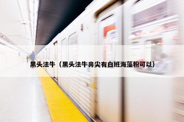 黑头法牛（黑头法牛鼻尖有白班海藻粉可以）