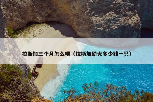 拉斯加三个月怎么喂（拉斯加幼犬多少钱一只）