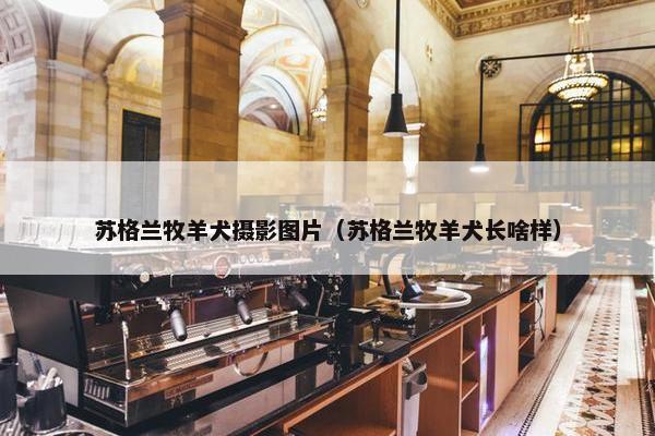 苏格兰牧羊犬摄影图片（苏格兰牧羊犬长啥样）